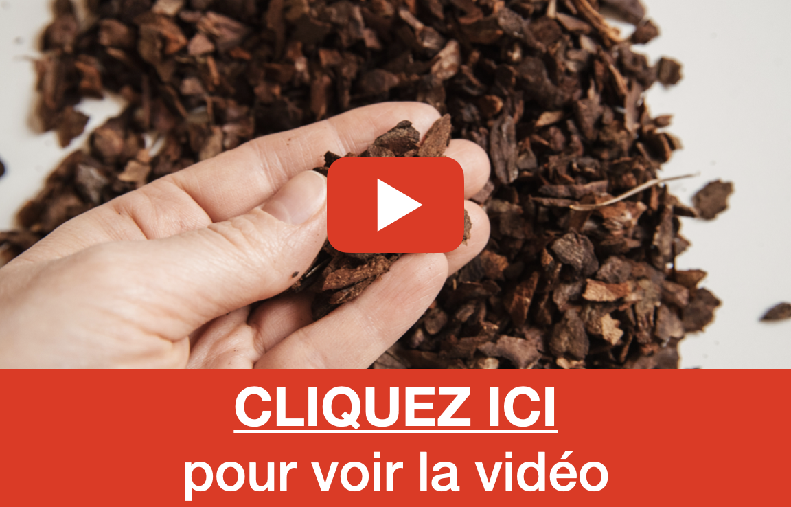 Video ecorce prostate
